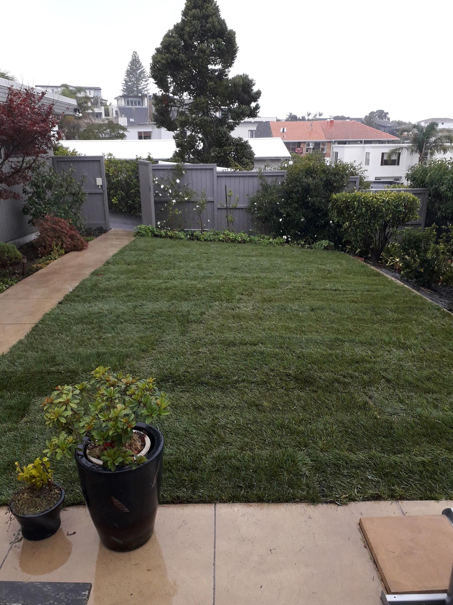Lawn Replacement Auckland